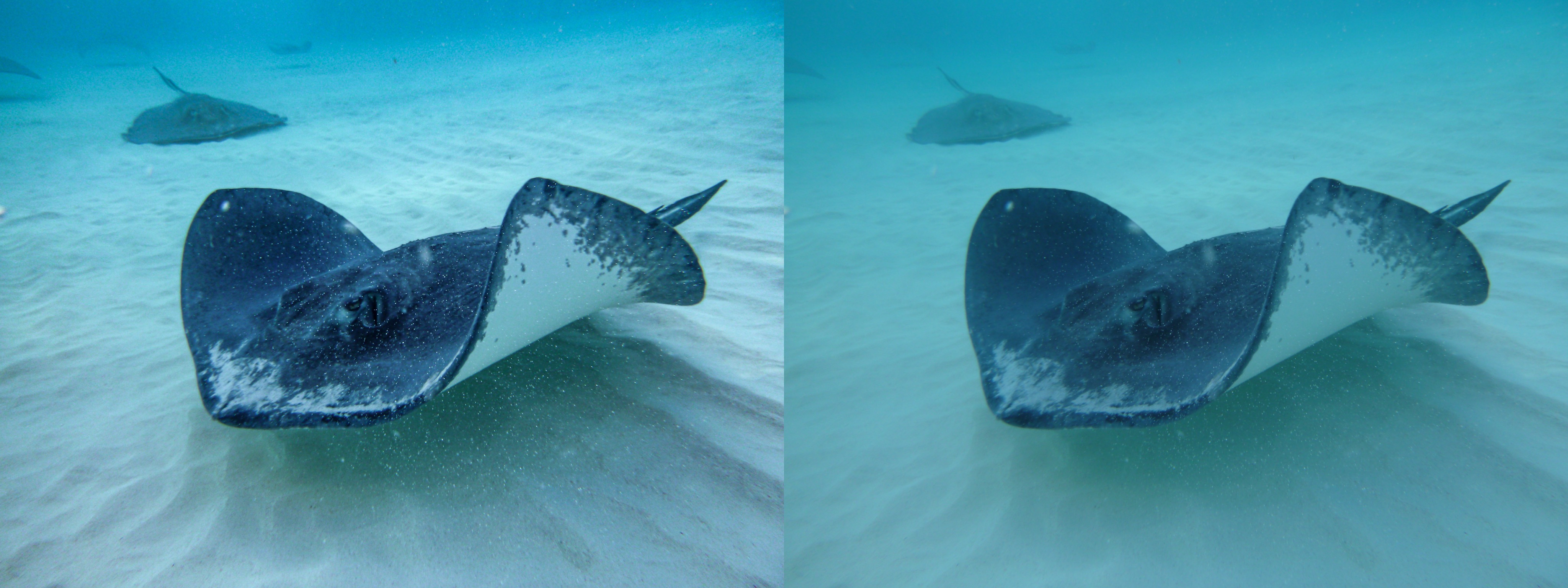 Underwater photo of a stingray in the foreground with its wings bent upward kicking up sand from the shallow water. Side-by-side of the unedited photo.