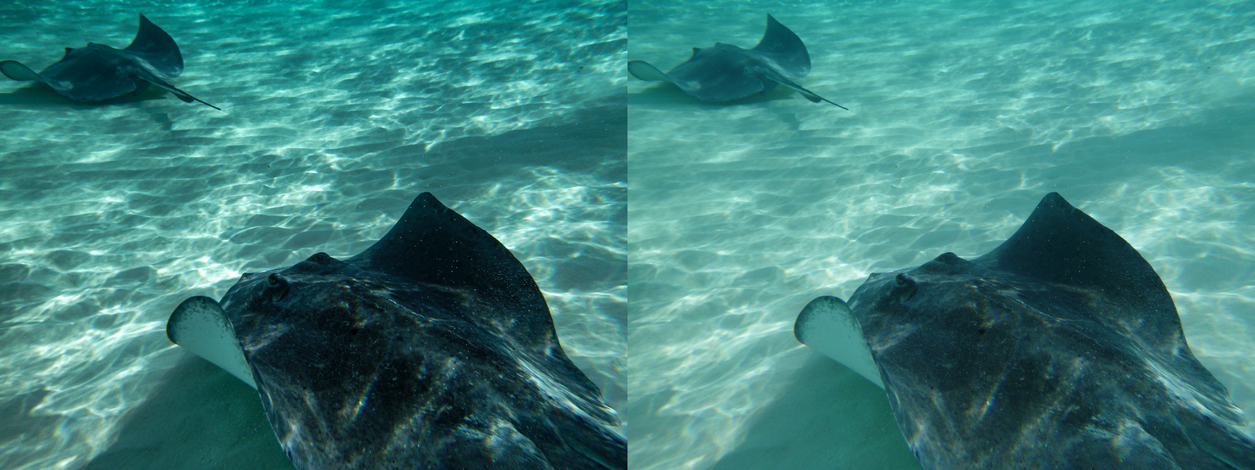 Two stingrays moving away from camera in shallow water. Side by side with unedited photo.