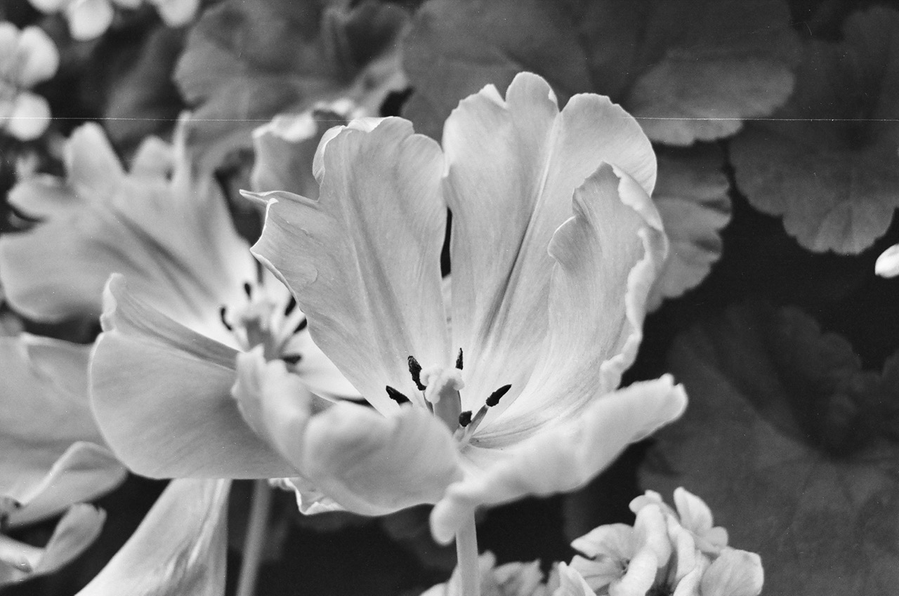 A photo of a flower, I think it's a tulip, fully bloomed with the stamen exposed. There is a white scratch line all along the top of the film.