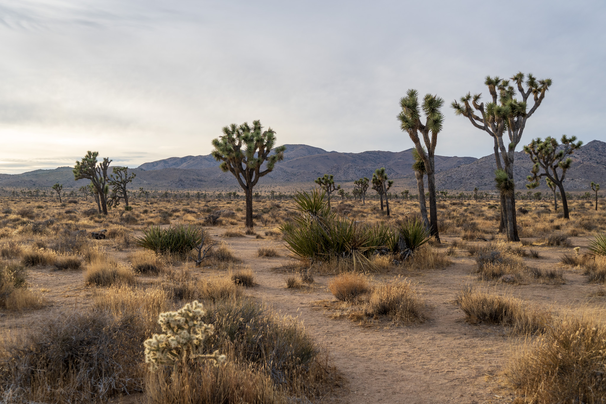 Joshua trees at dusk.