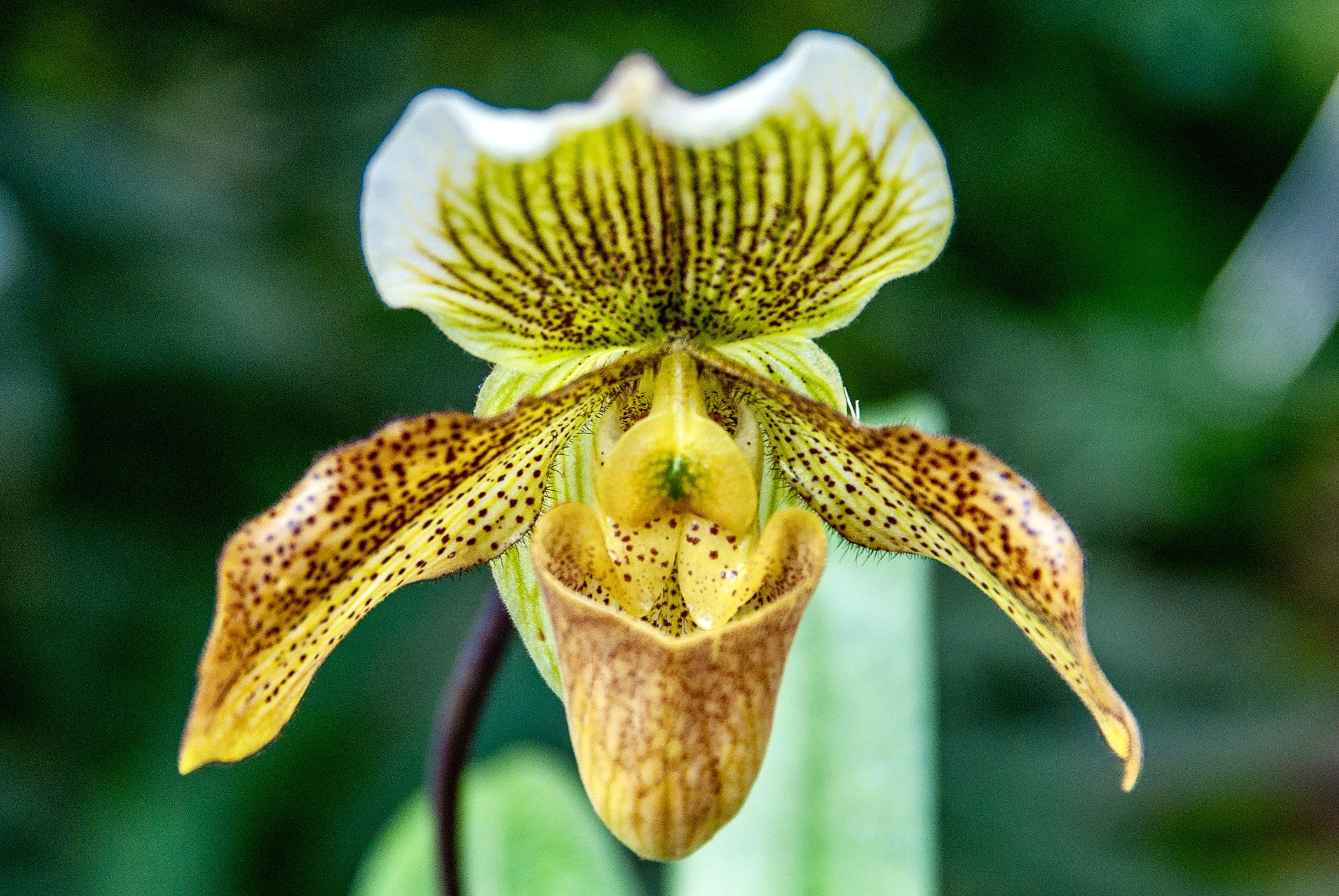 A yellow venus slipper flower with wine-colored dots.
