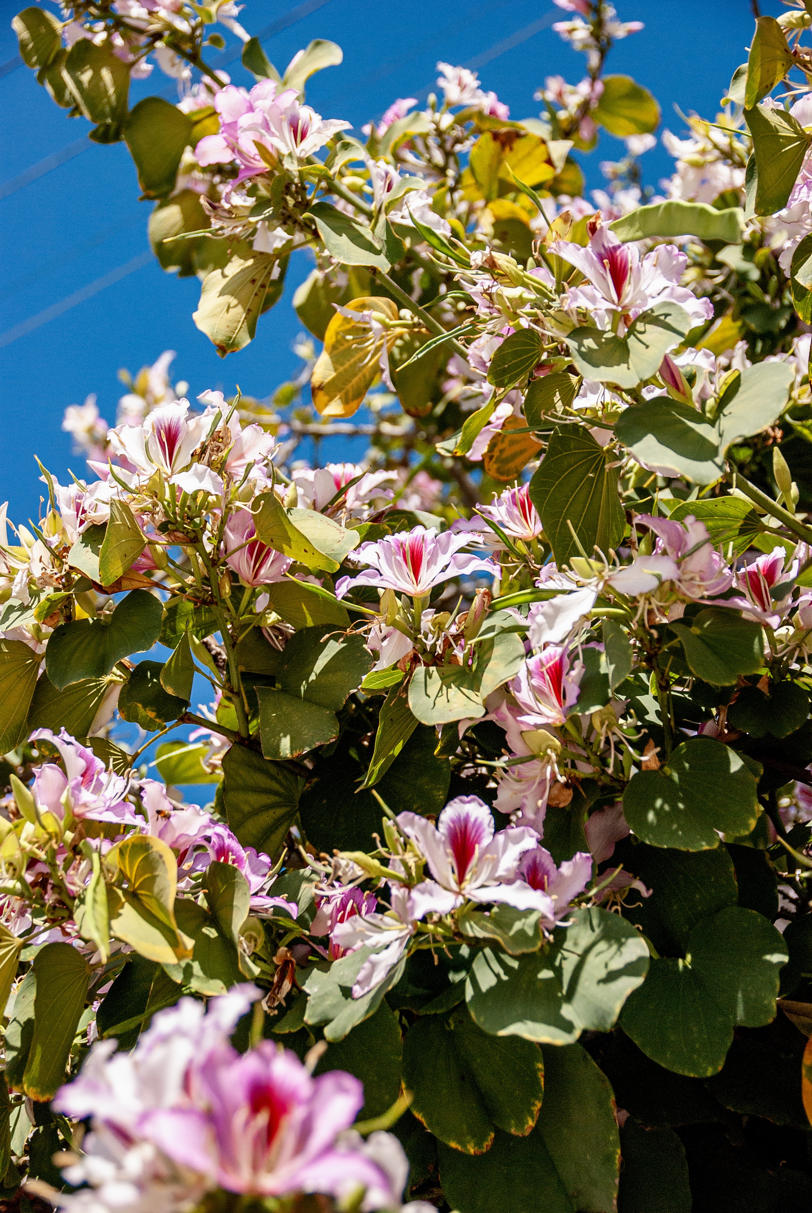 Orchid tree with pink, purple and white flowers.