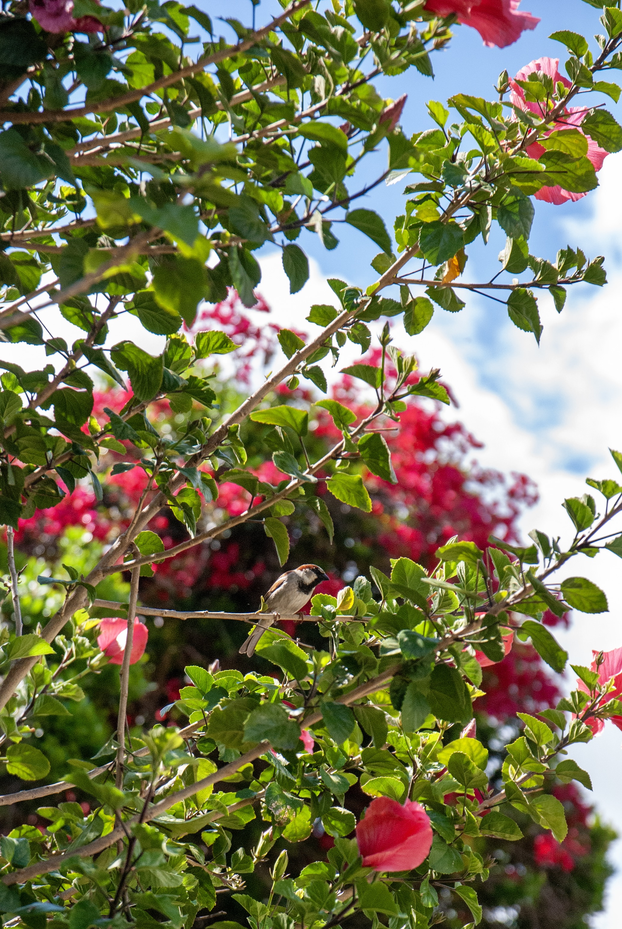 A male house sparrow on the branch of a hibuscus plant.
