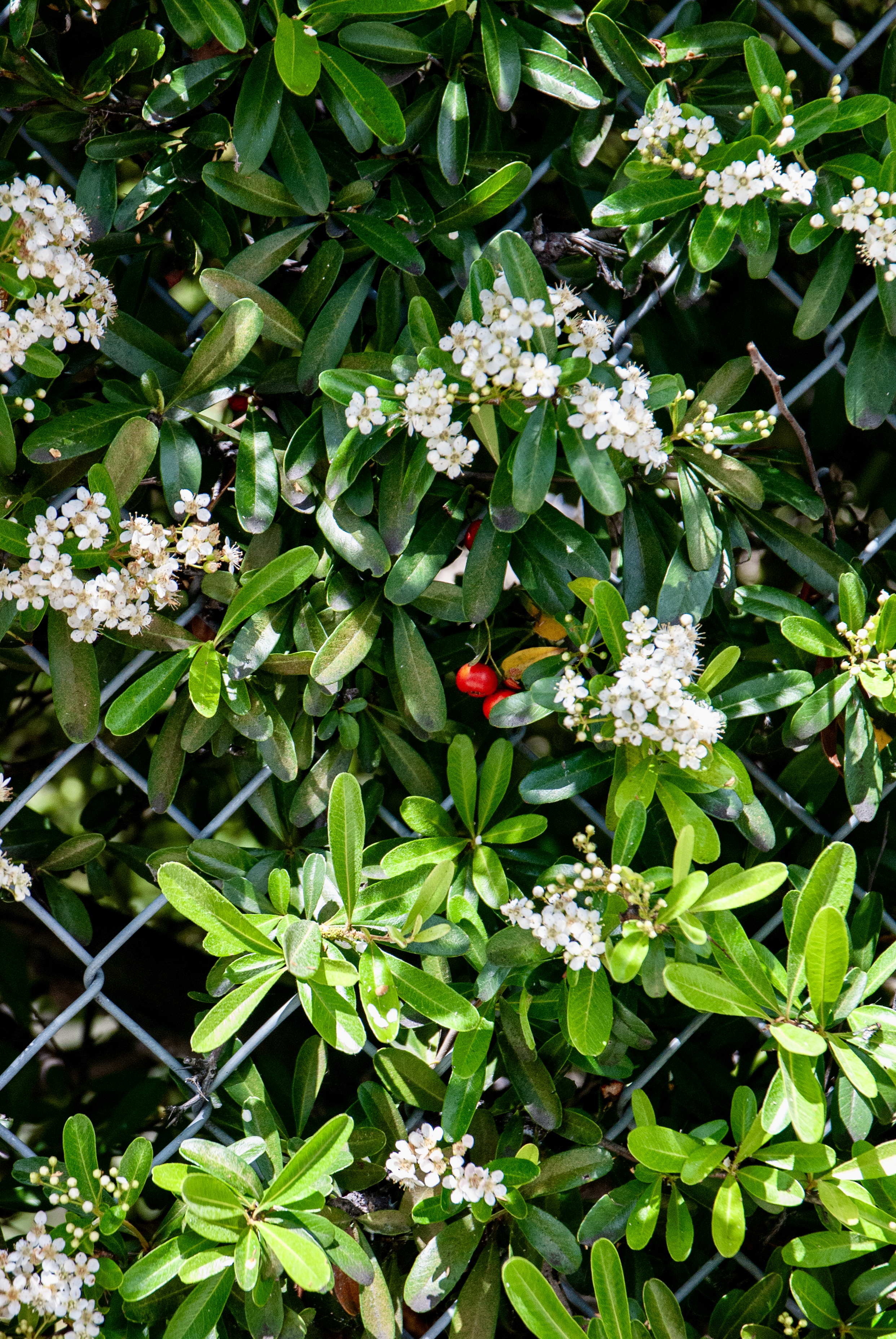 Holly growing through a chain link fence.