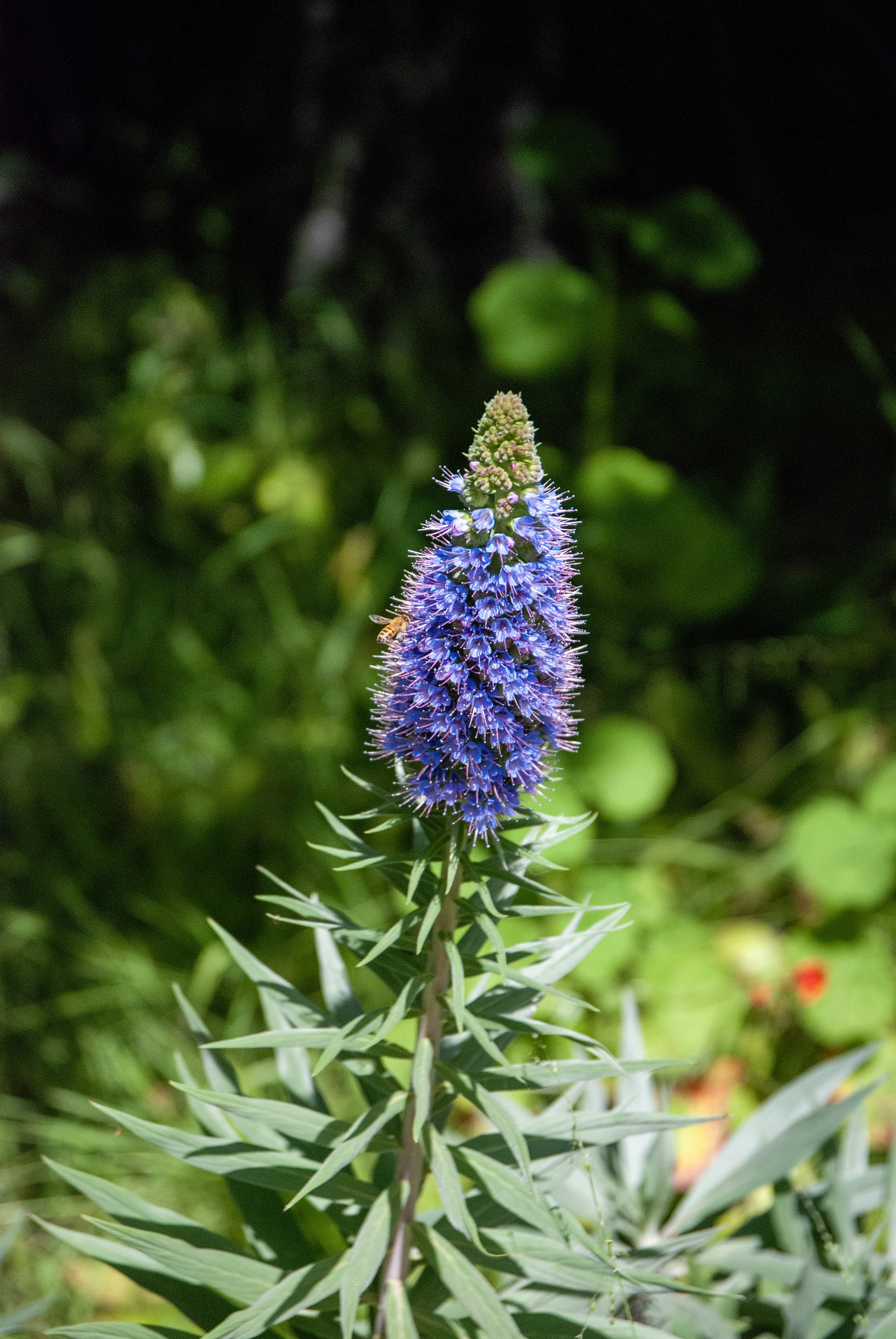 The purple inflorescene of a Pride of Madeira plant with small, yellow bee.