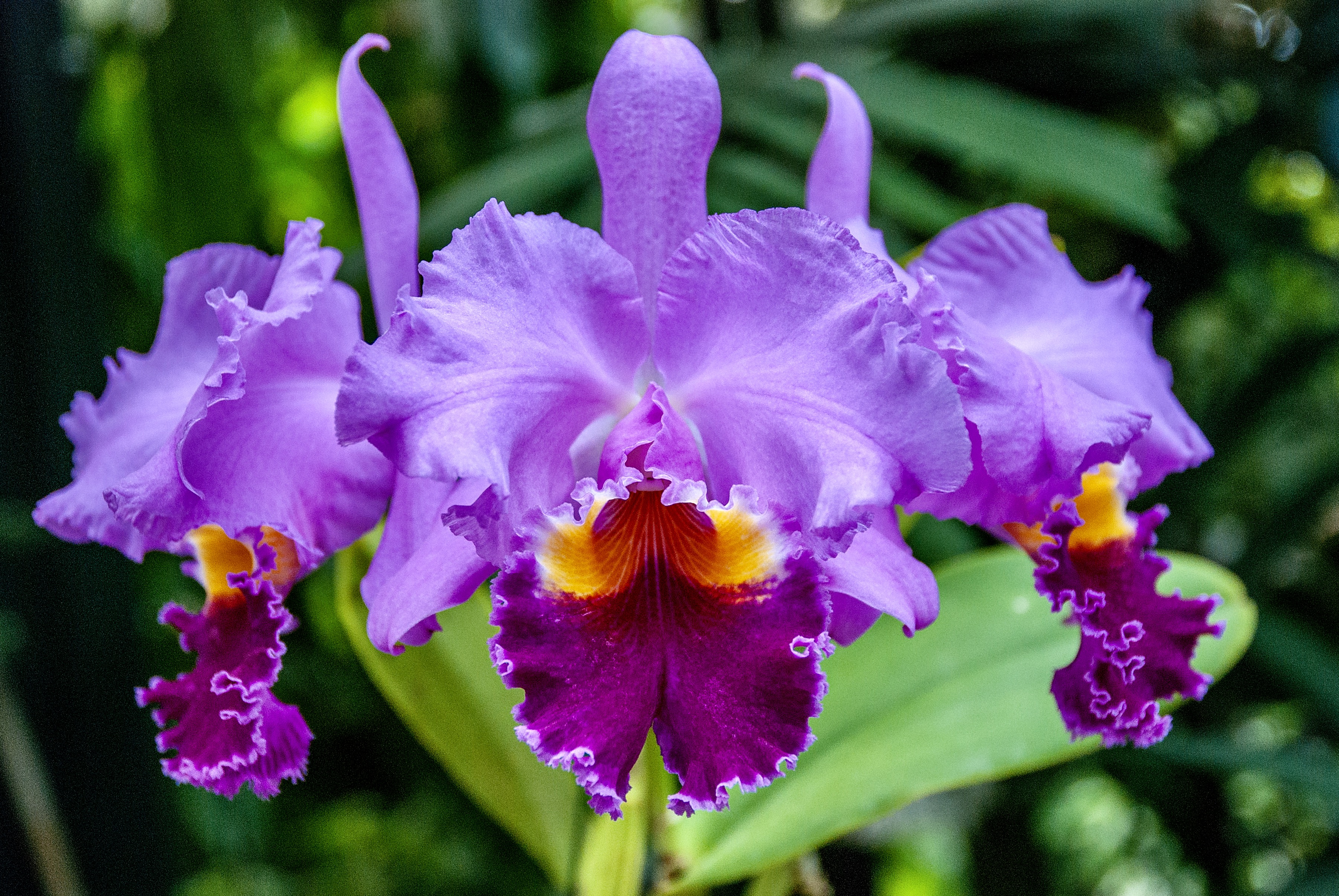 Three, large, purple orchid flowers.