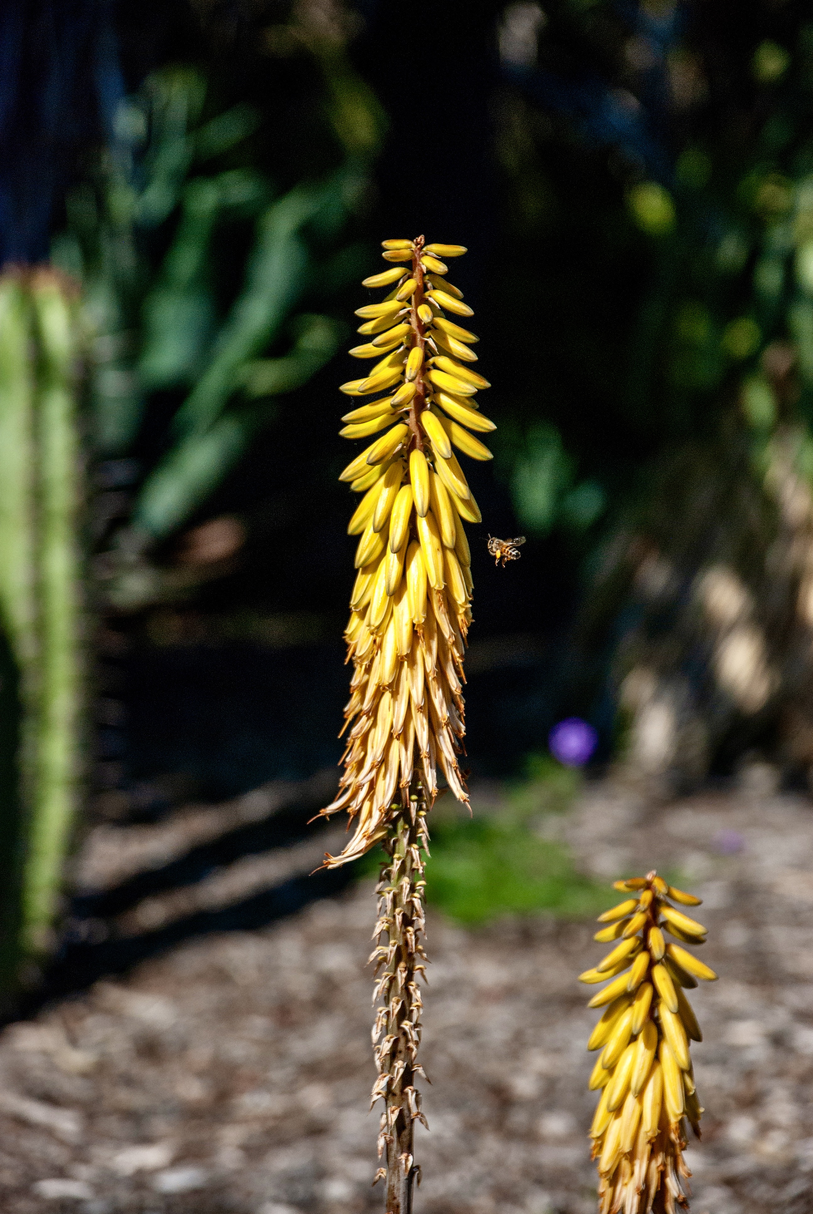 The bright yellow inflorescence of an aloe vera plant with a yellow bee flying toward it.
