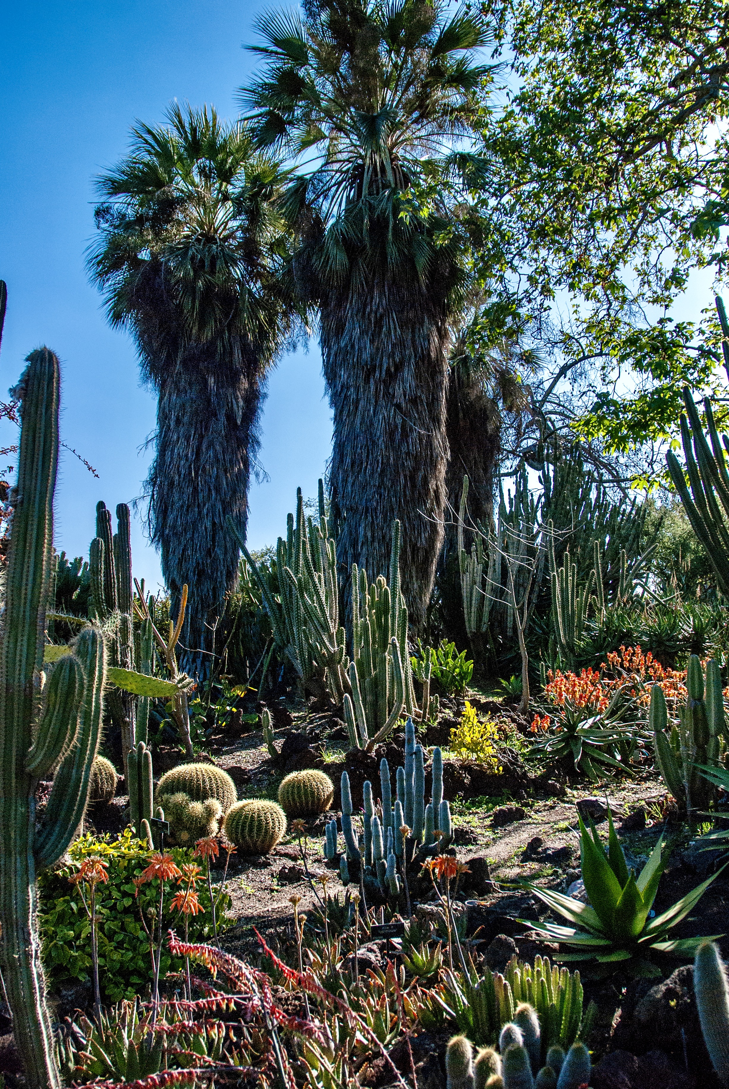 The desert garden section of The Huntington Library full of cacti and succluents with colorful flowers and a couple towering palms.