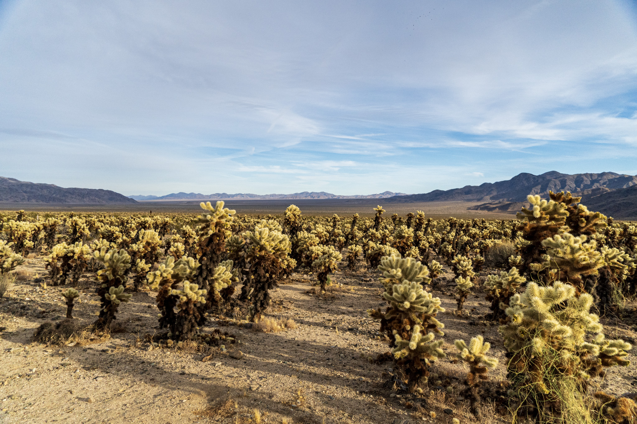 Cholla cactus fill the lower half of frame and spread toward the hoorizon.