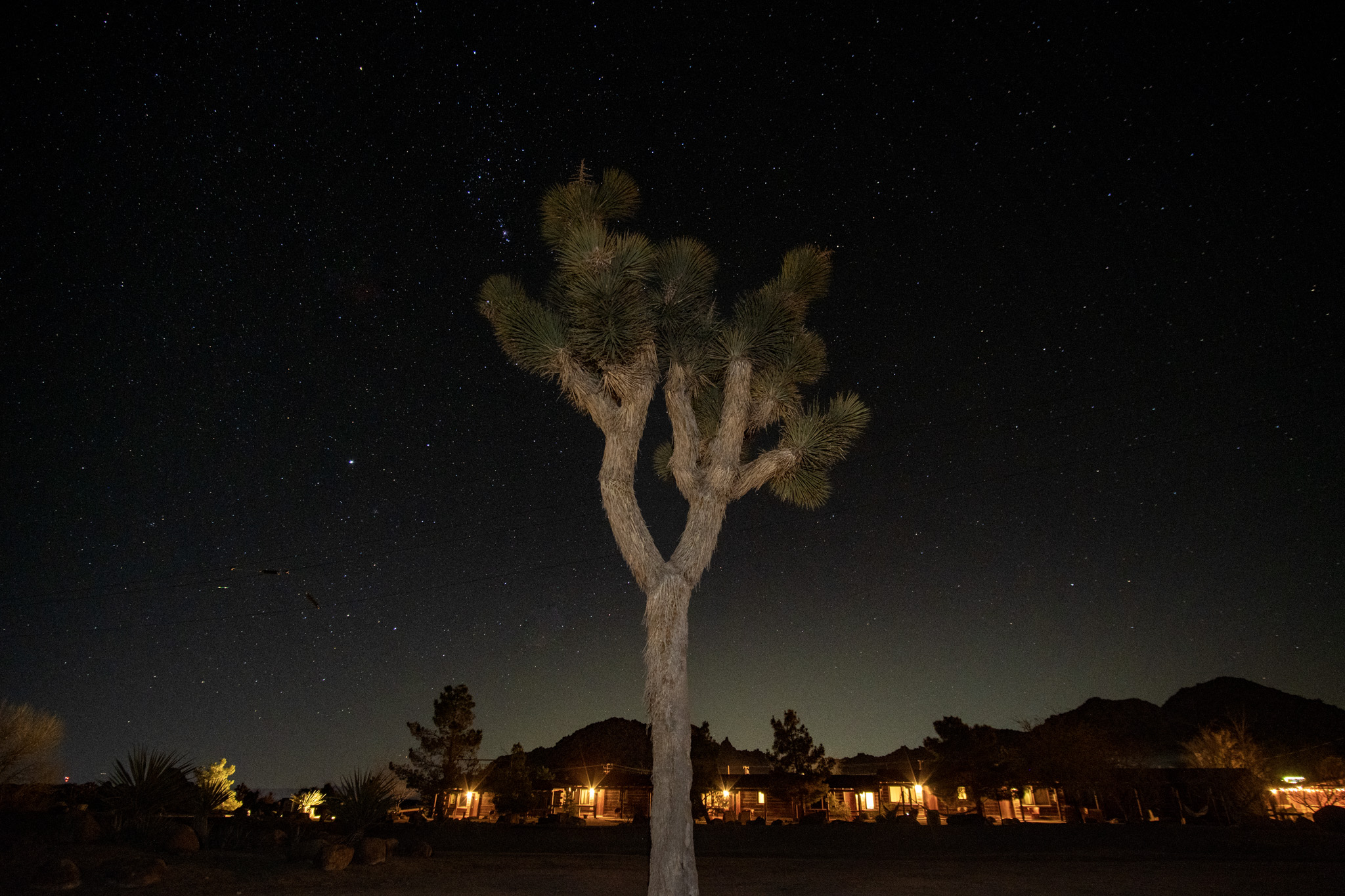 Night time. A Joshua tree is in the center of frame, with a low motel dotted with orange light sitting in the distance. The sky is dotted with stars and a faint orange glow on the horizon.
