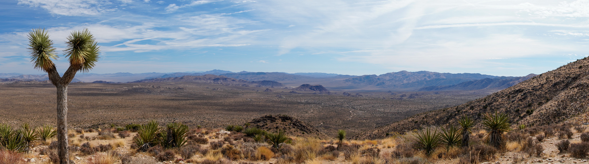 A view down into the Park from a rocky, desert peak, looking at the scabrous valley floor below. The sun beats down on it all. A Joshua tree is in the foreground to the left.