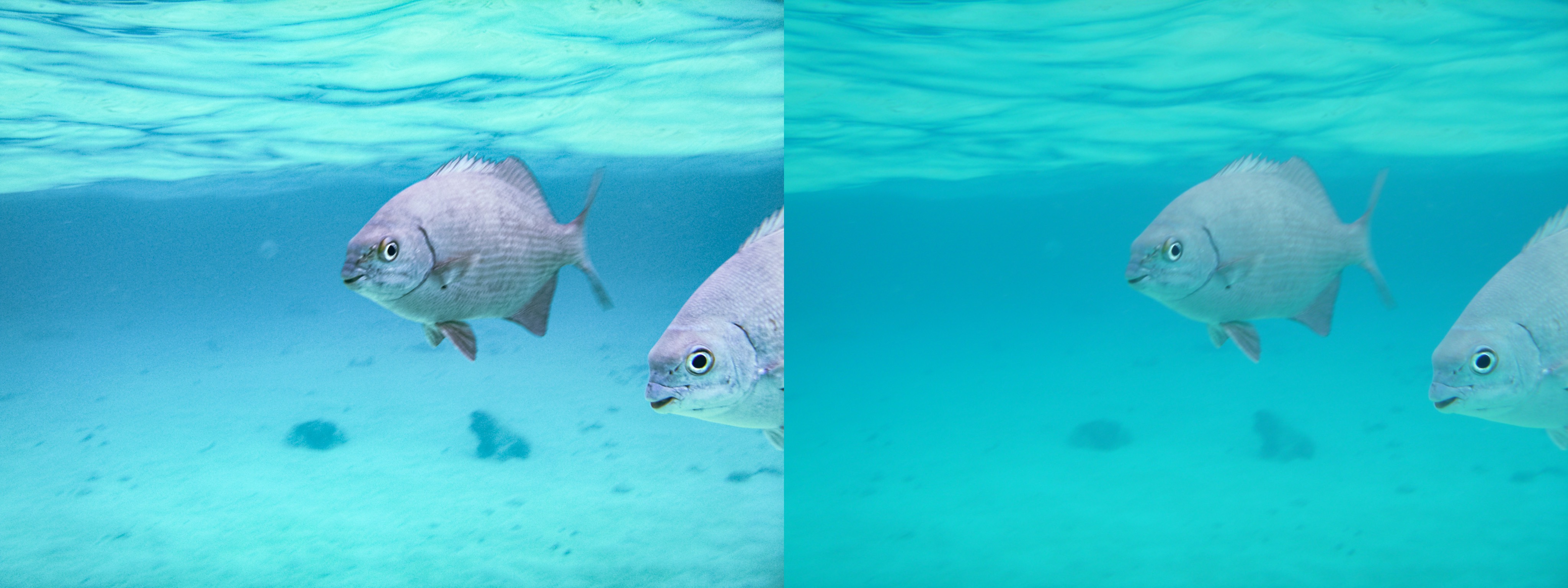 Underwater photograph of a fish in the center of frame, and a fish entering the screen right side of frame. Another version of the photo is next to it without corrections and it's basically all teal.