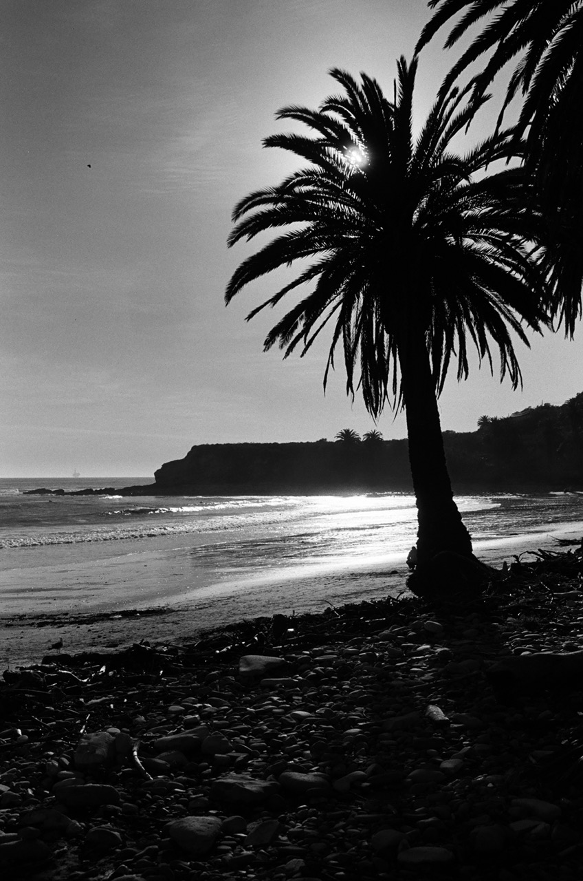 Palm trees in silhouette with beach shoreline and sun behind.