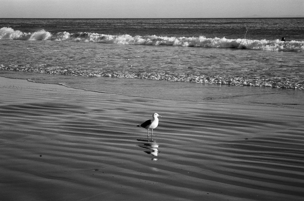Seagull on the beach with waves crashing behind.