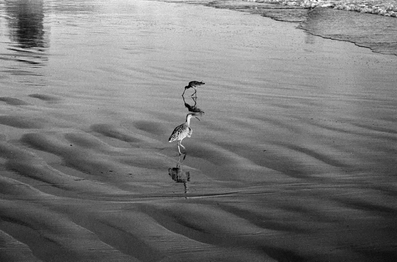 Two long billed curlews walking on wet sand. One has it's beak in the sand looking for food.