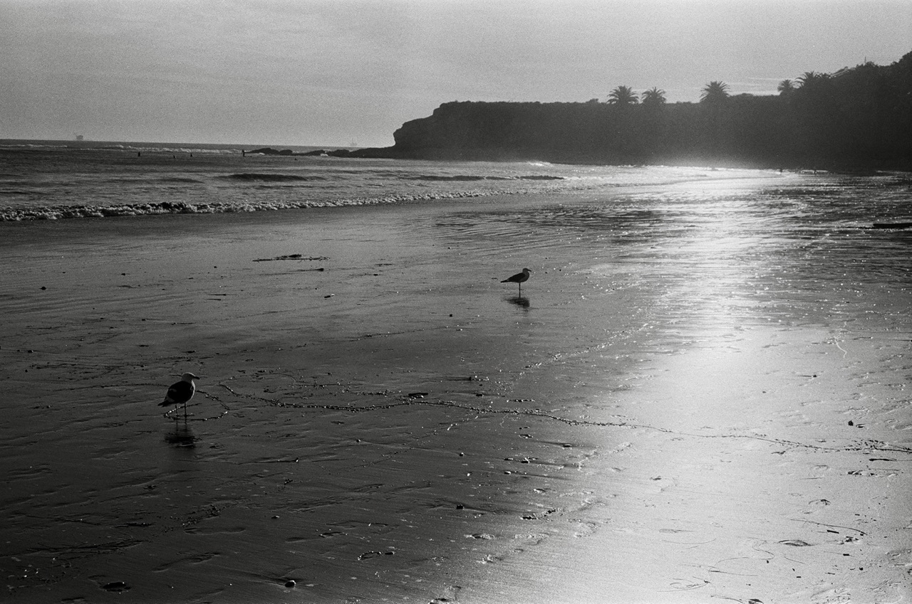 Beach shoreline with two seagulls in silhouette. Sun glares off the wet sand.