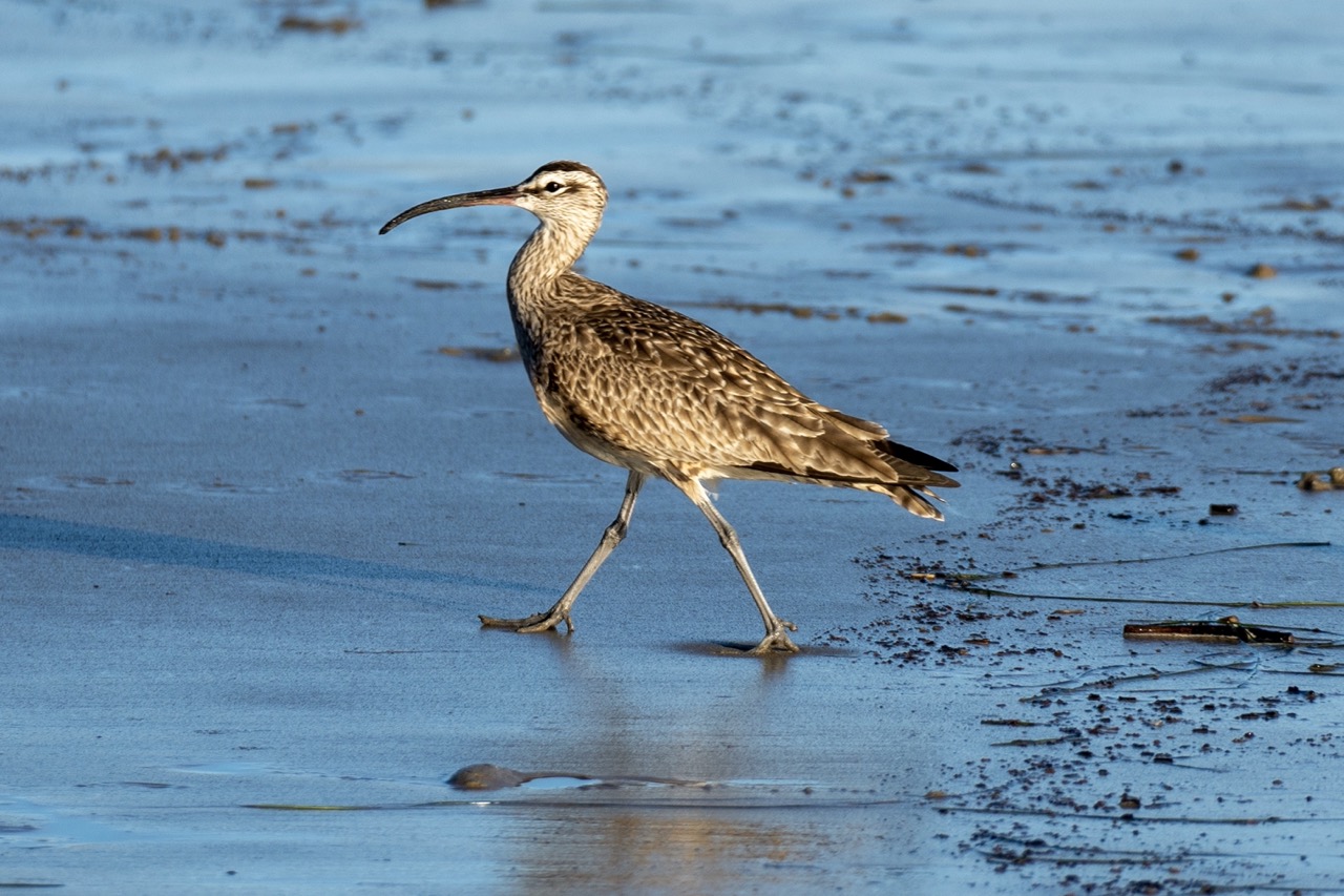 Long billed curlew strutting on the sand.